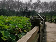 -合肥滨湖国家森林公园