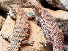 -费瑟代尔野生动物园