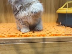 -欣宠猫屋·矮脚拿破仑·蓝金金渐层