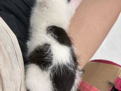 -纳吉亚猫专科动物诊疗中心(蒋宅口分院)