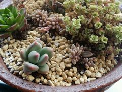 android_upload_pic-南农多肉大棚