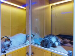 -Pets First伊珊娜洗护·精致美容·家庭式寄养(新会路店)