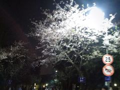 -武汉大学-樱园