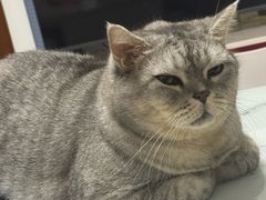 -瑞派宠物医院·犬猫全科·猫友好(宾水西道店)