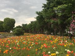-鹅湖玫瑰文化园