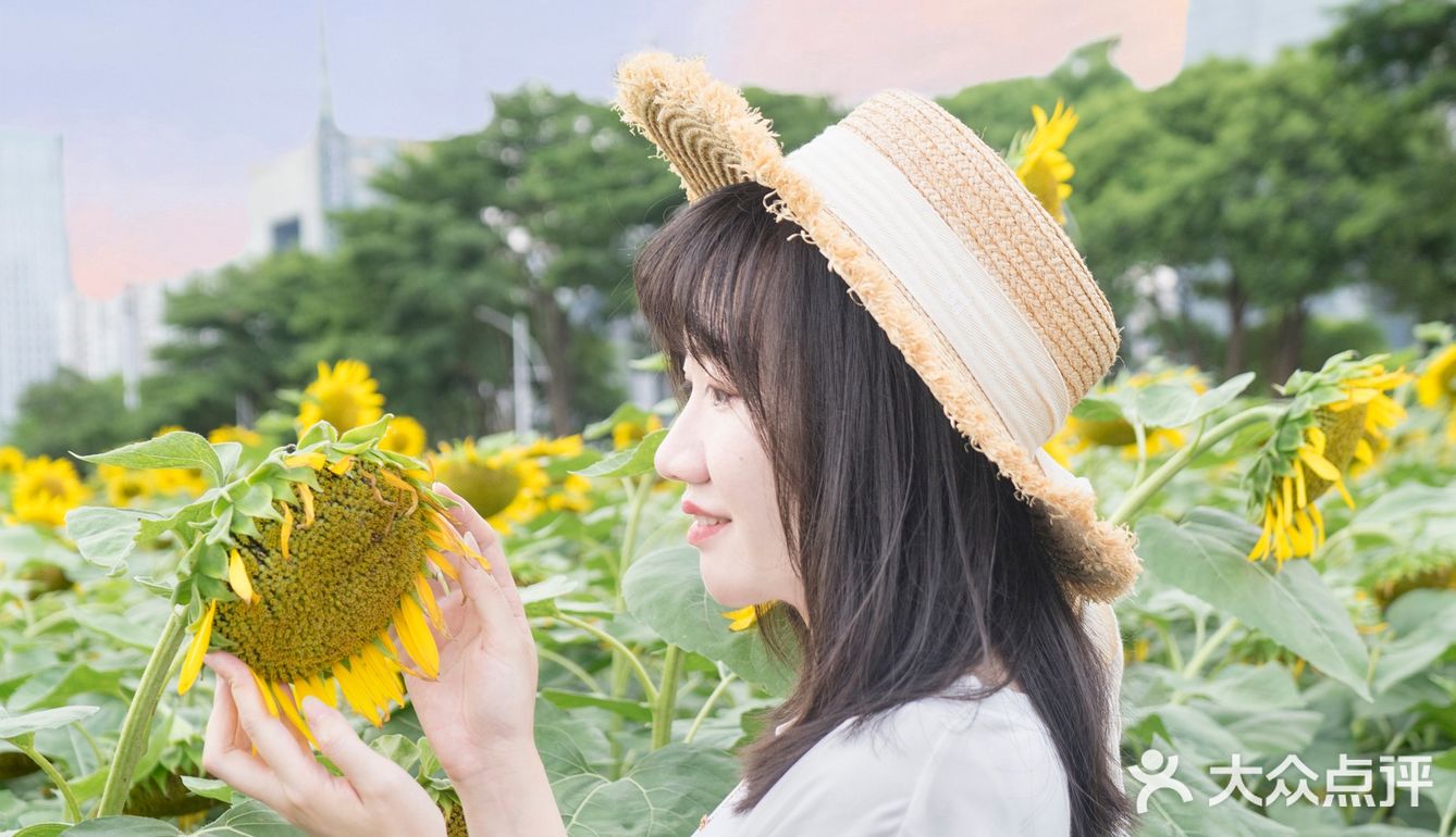 🌻金黄色向日葵花海 广州塔下的浪漫