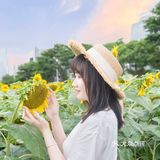 🌻金黄色向日葵花海 广州塔下的浪漫