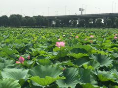 -荷塘月色湿地公园·向阳花洲