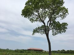 -上海都市菜园