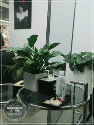 -蚂蚁造型俱乐部