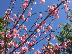景点-天适樱花悠乐园