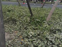 -兴福老面馆(寺路街店)