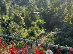 -西双版纳原始森林公园