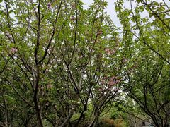 -高东镇樱花园