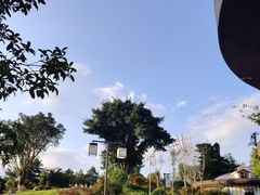 -铁山坪森林公园