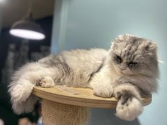 -安格丽娜·狗咖·猫咖羊驼咖(春熙路百盛商场店)