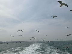 -长岛万鸟岛
