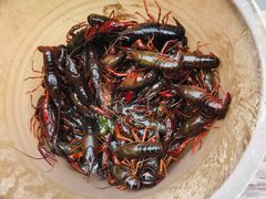 -同銮特种养殖场·龙虾垂钓