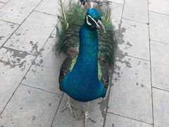 -临沂动植物园