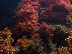 -秦岭风景区