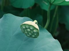 -上海怡沁园度假酒店