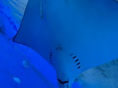 -北戴河圣蓝海洋公园