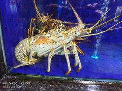 -小海豚•老字号海鲜餐厅(天涯店)