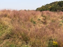 -大塘金香草谷