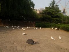 -郑州方特梦幻王国