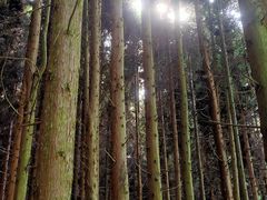 -武陵山森林公园