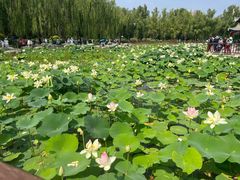 -莲花池公园