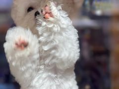 -FAELING PETS美天灵宠物(富力广场店)
