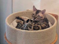 -猫大福·Fortune Cat猫舍(百子湾店)