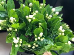 -欧派蛋糕(总店)