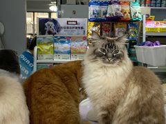 -喵的天空名猫咖啡馆·撸猫·猫舍·用品