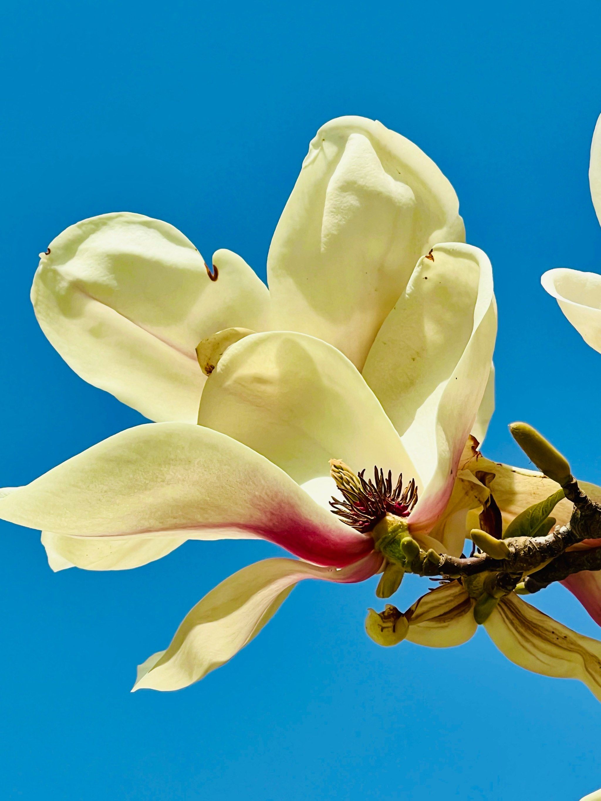 73我还是第一次这么认真的数花瓣0699