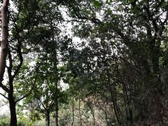 -火炉山森林公园