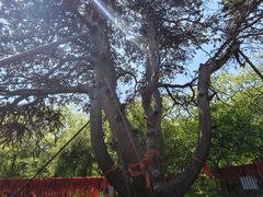 -北陵公园