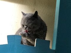 -猫小院猫主题咖啡厅(北锣店)