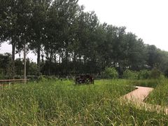 -东郊湿地公园