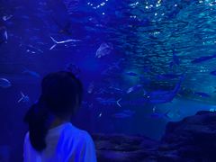 -江和美海洋公园