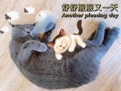 -猫的茶·猫咖