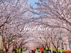 -高东镇樱花园