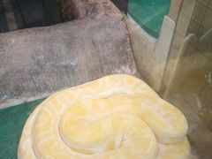 -上海大自然野生昆虫馆(东方明珠·爬宠昆虫探索中心)