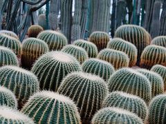 -南山植物园