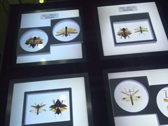 -上海昆虫博物馆