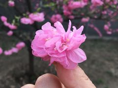 -北京朝阳悠唐皇冠假日酒店