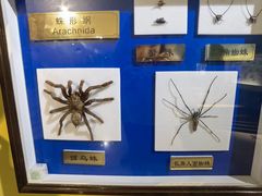 -上海昆虫博物馆