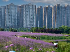 -洋湖国家湿地公园