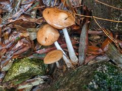 -萍乡武功山风景名胜区